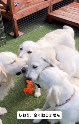 おもちゃをくわえる3匹の大型犬たち