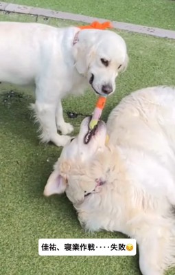 おもちゃをくわえる3匹の大型犬たち