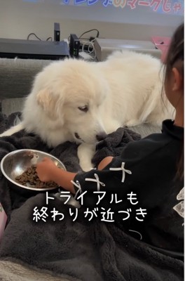 ご飯を食べる犬