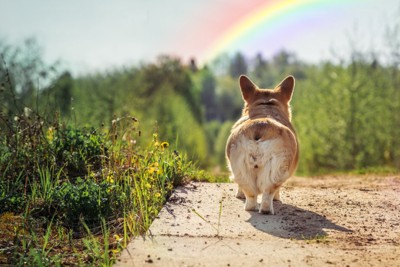 虹に向かって歩く犬