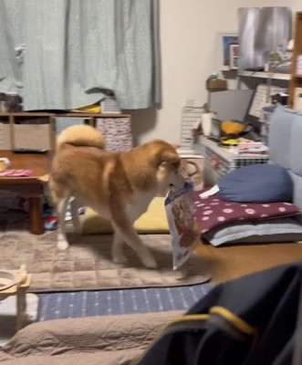 袋をくわえて歩く犬