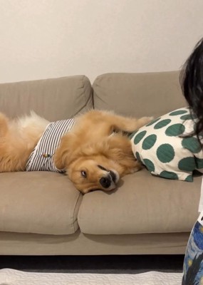 ソファでくつろぐにこちゃん