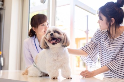 診察台の上の犬
