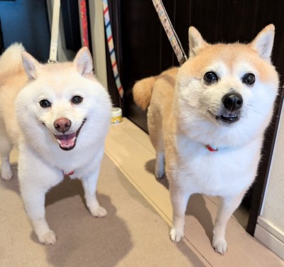 ニコニコ