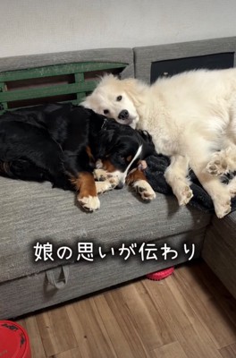 寄り添う犬