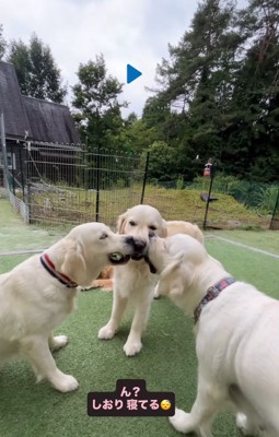 眠たくなる大型犬