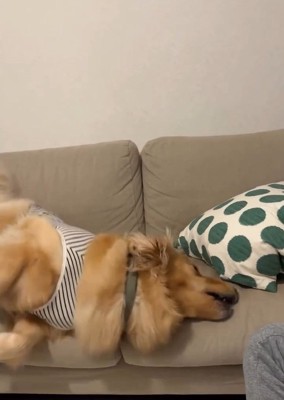 崩れ落ちるにこちゃん