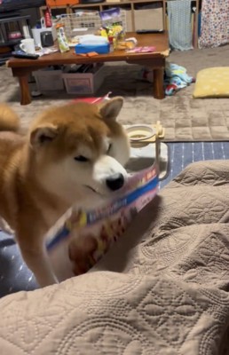 袋をくわえて近づく犬
