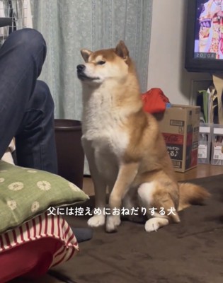 前足を下ろして待つ犬