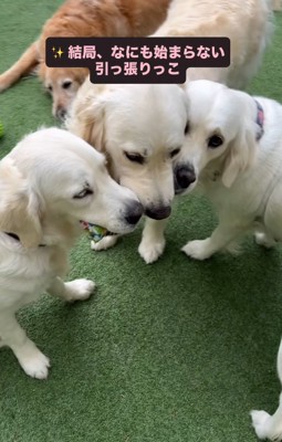 おもちゃをくわえる3匹の大型犬たち