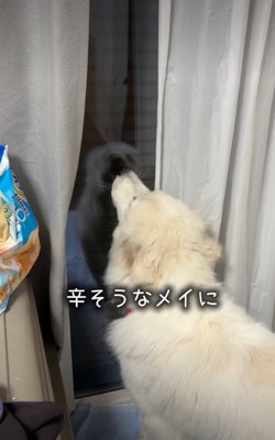 窓に向かって吠える犬