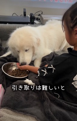 ご飯を食べる犬