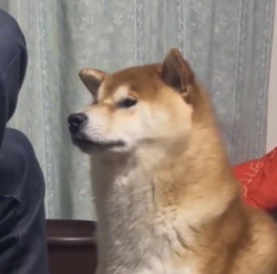 首を伸ばして見つめる犬