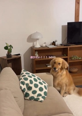 遊びたいにこちゃん