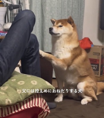 膝に前足を添える犬