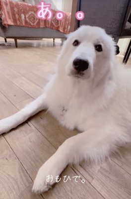 周りを幸せにしてしまう花ちゃん