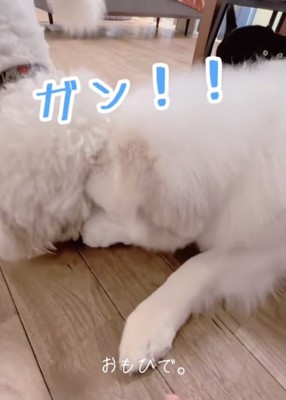 おやつを取られた決定的瞬間