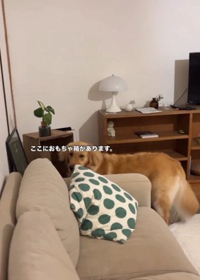 おもちゃ箱の前にいるにこちゃん