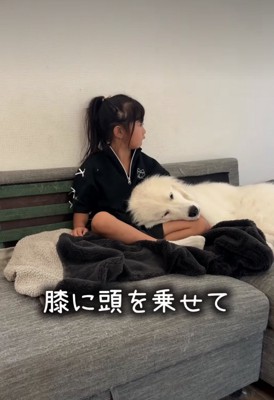 膝枕してもらう犬