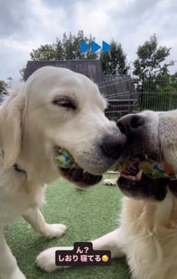 目をしょぼしょぼさせる大型犬