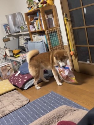 おやつの袋を運び続ける犬