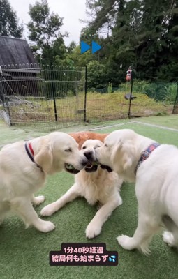 おもちゃをくわえる3匹の大型犬たち