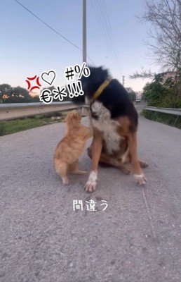 怒る相手を間違える茶色ちゃん
