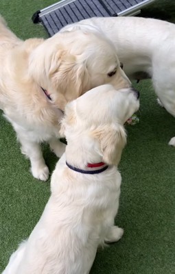 おもちゃをくわえる3匹の大型犬たち