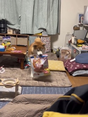 おやつの袋を運ぶ犬