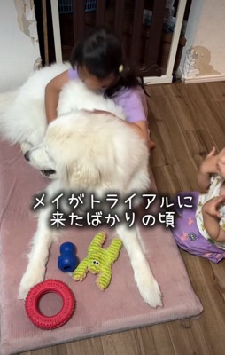 戯れる犬と女の子