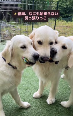おもちゃをくわえる3匹の大型犬たち％%仲良く一緒におもちゃをくわえているだけの3匹