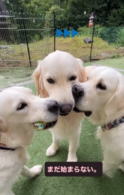 おもちゃをくわえる3匹の大型犬たち