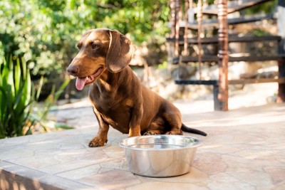 暑そうにしている犬