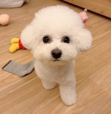 ビション