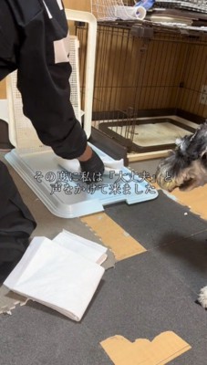 ペットシーツを敷く飼い主を見つめる犬