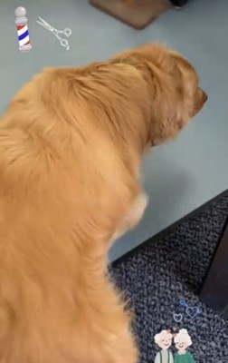 床屋に入る犬