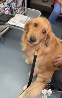 背中を向けて座る犬