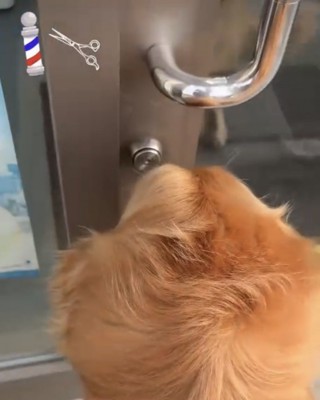 床屋を覗く犬