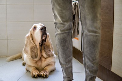 悲しげに飼い主を見上げる犬