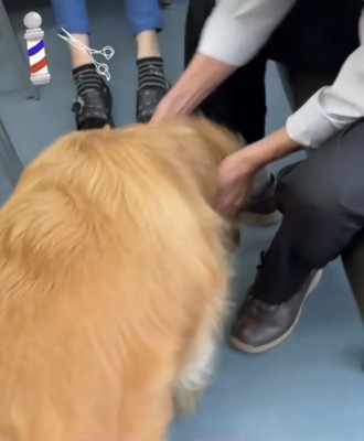 犬を歓迎する床屋さん