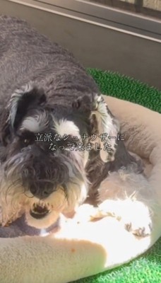 クッションの上でくつろぐ犬
