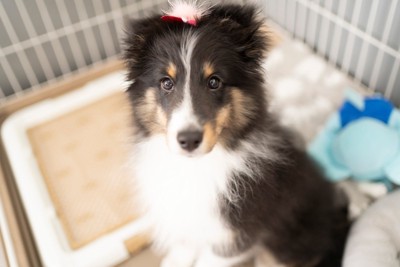 子犬の真後ろにトイレトレー