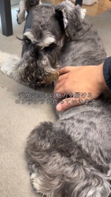 飼い主に背中を撫でられて振り向く犬