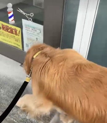 床屋の前を通る犬
