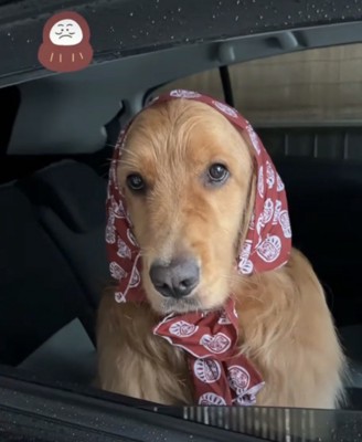布をかぶる犬