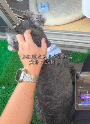 犬の頭を撫でる飼い主