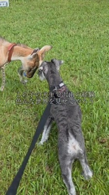 ヤギに頭を近づける犬