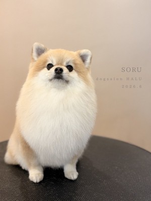 兄犬