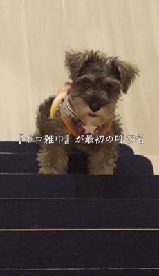 階段の上に立つ子犬