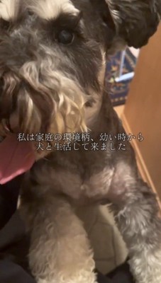 飼い主に飛びつく犬